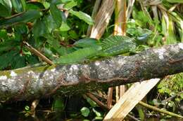 Image of Green Basilisk