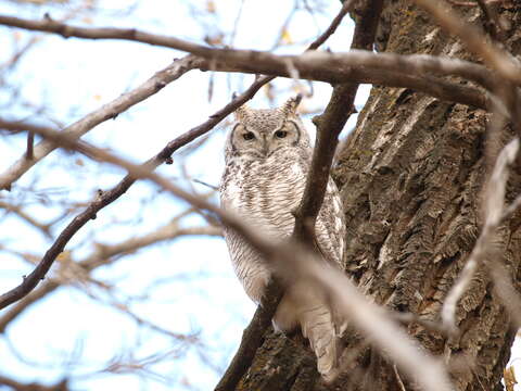 Image of Great Horned Owl