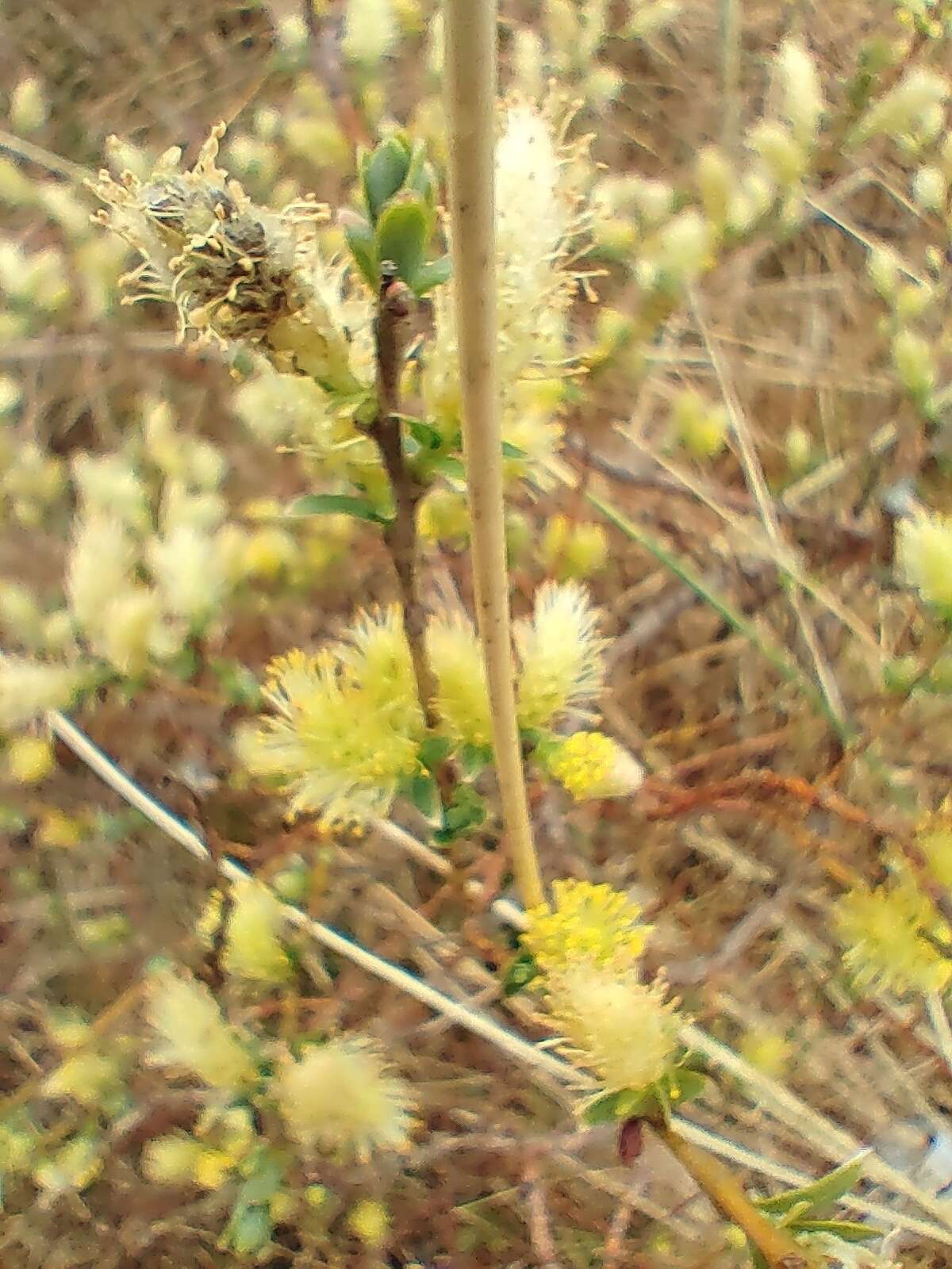 Image of creeping willow