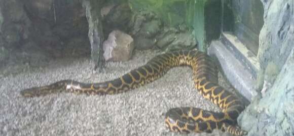 Image of Yellow anaconda