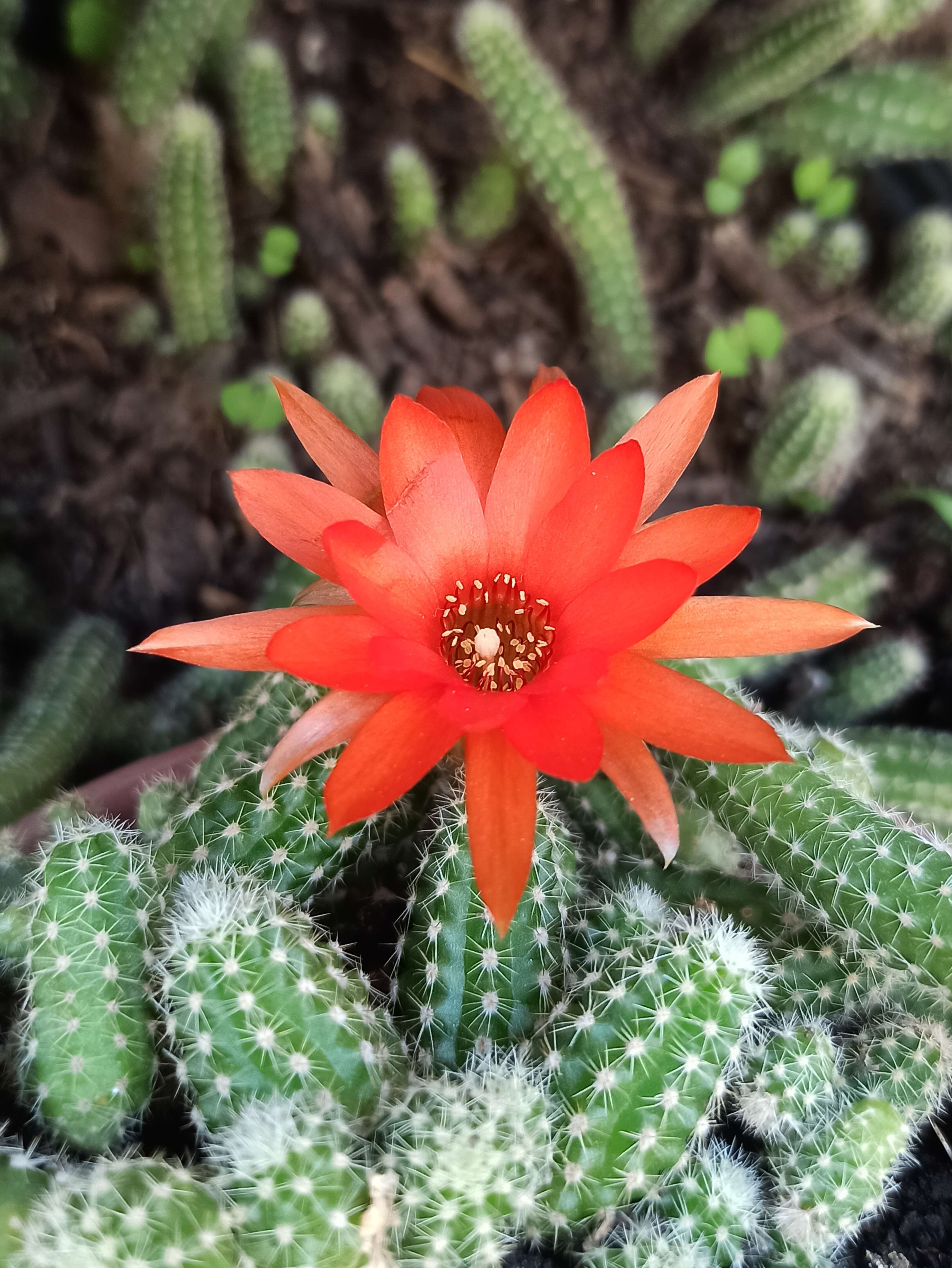 Echinopsis tubiflora resmi