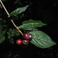 صورة Cotoneaster integerrimus Medik.