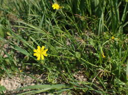 Image of endive daisy