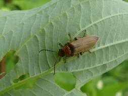 Image de Cantharis rufa