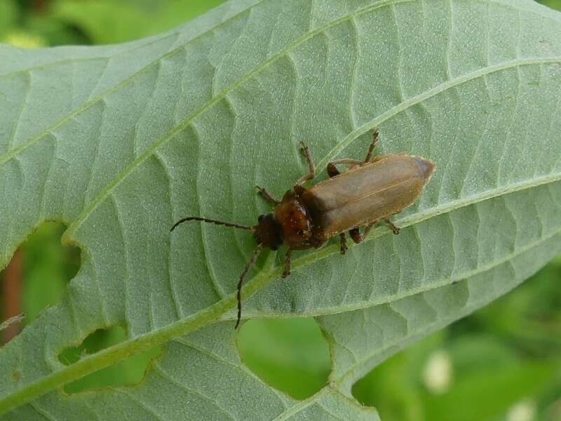 Image de Cantharis rufa