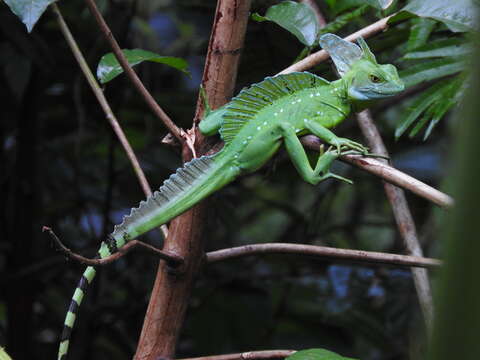 Image of Green Basilisk