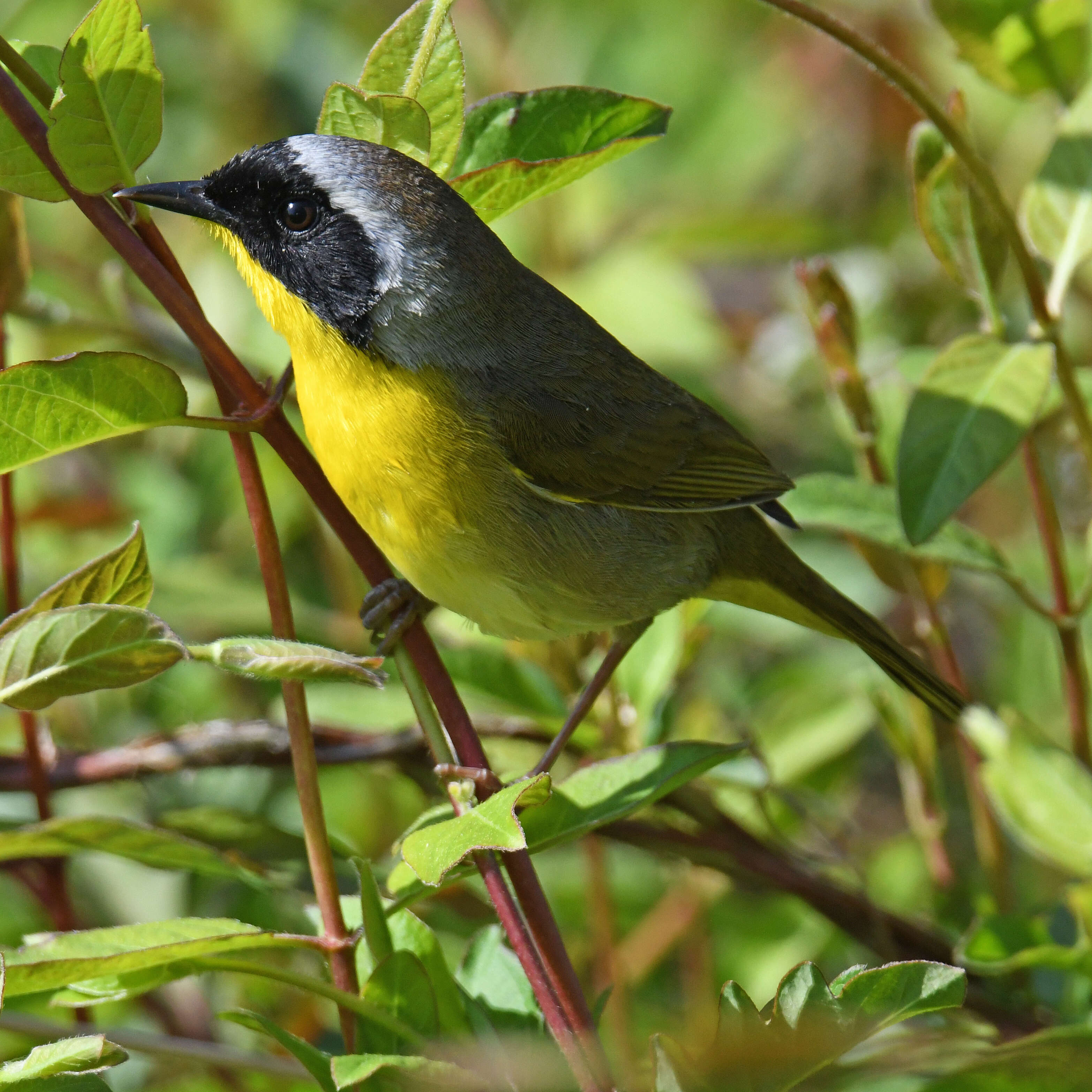 Geothlypis trichas (Linnaeus 1766) resmi