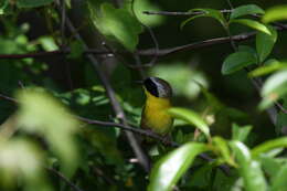 Geothlypis trichas (Linnaeus 1766) resmi