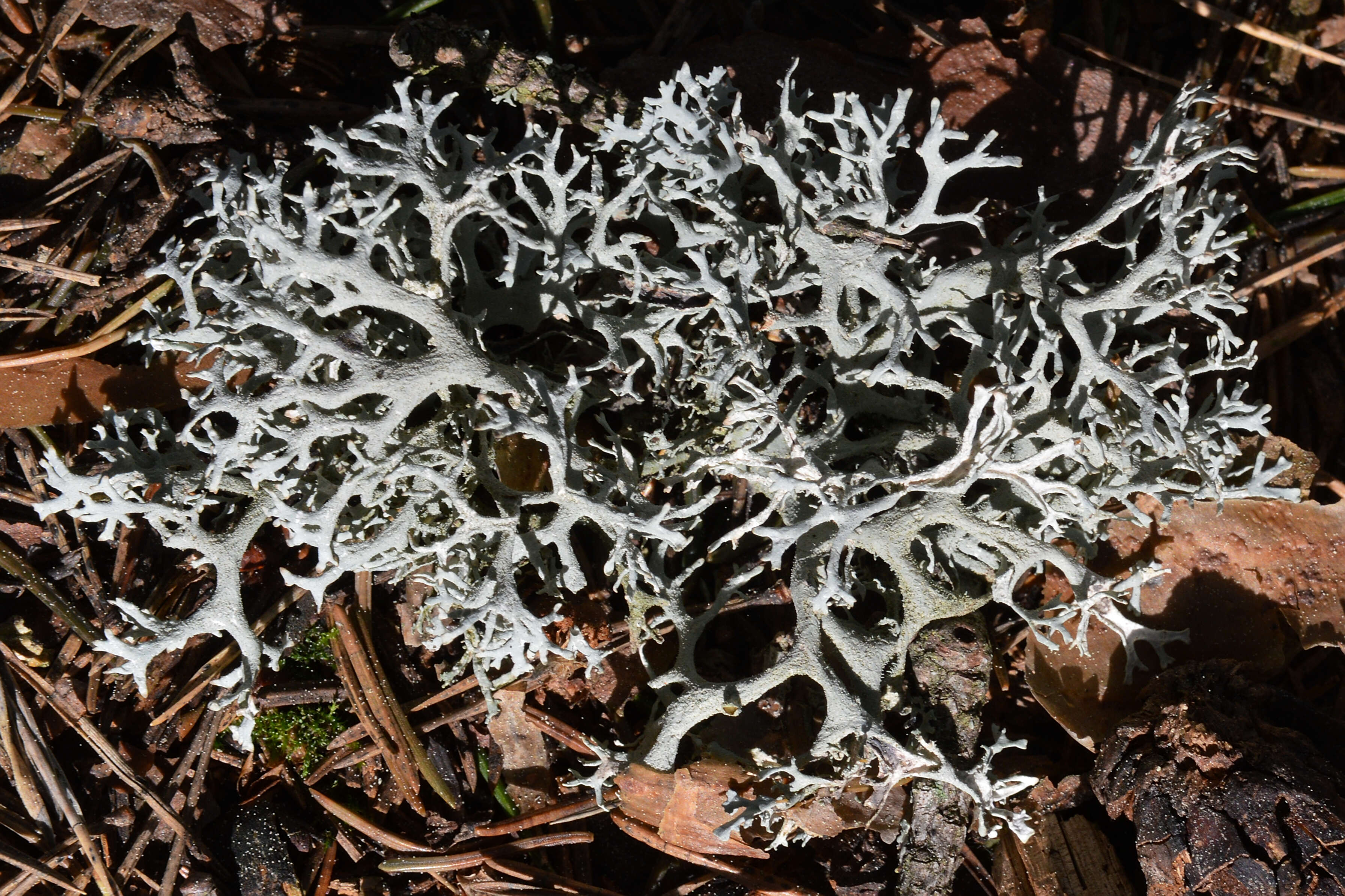 Image of light and dark lichen