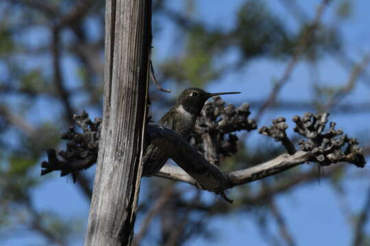 Image of Black-chinned Hummingbird