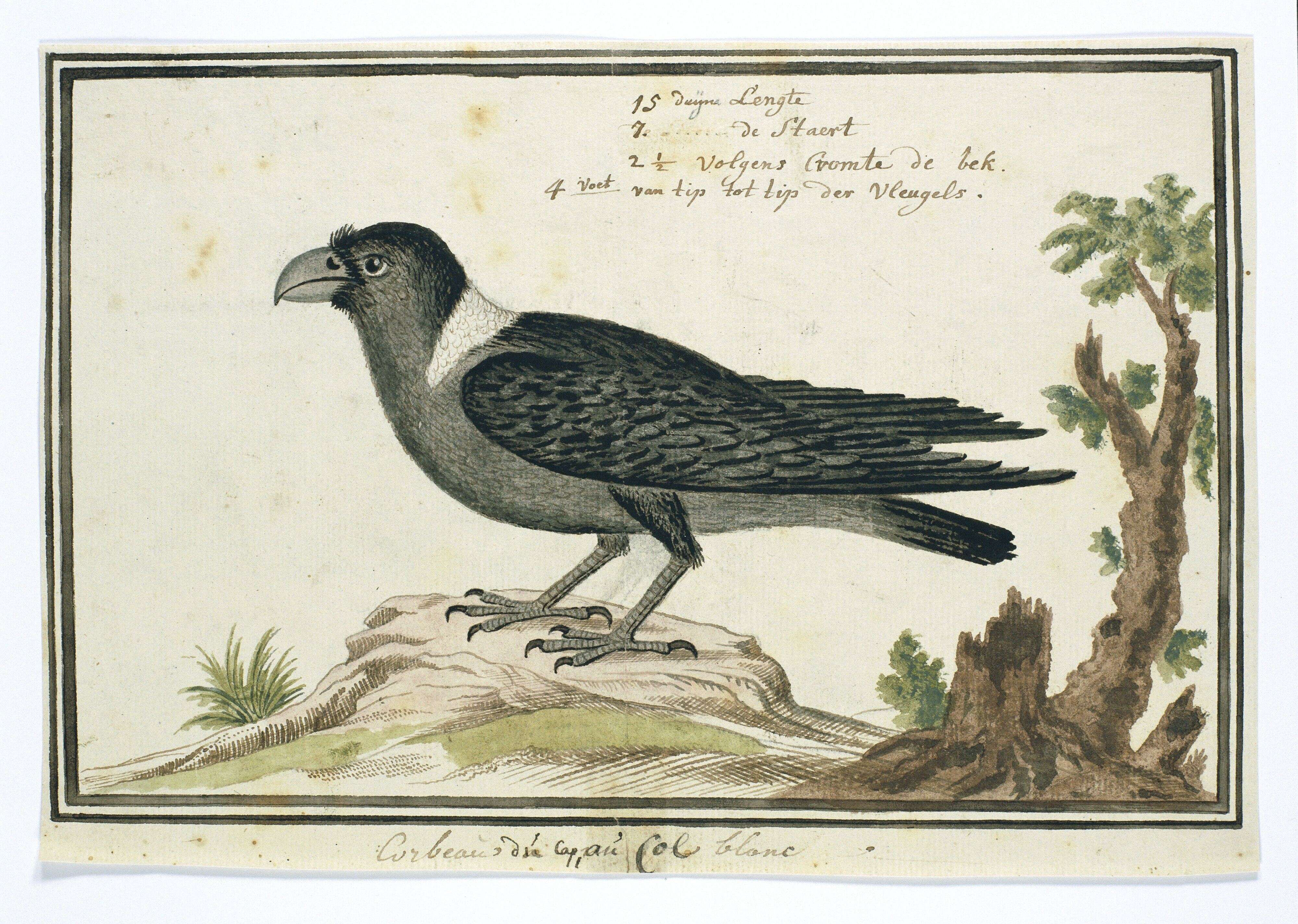 Image of White-necked Raven