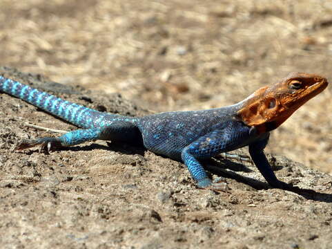 Image of Kenya Rock Agama