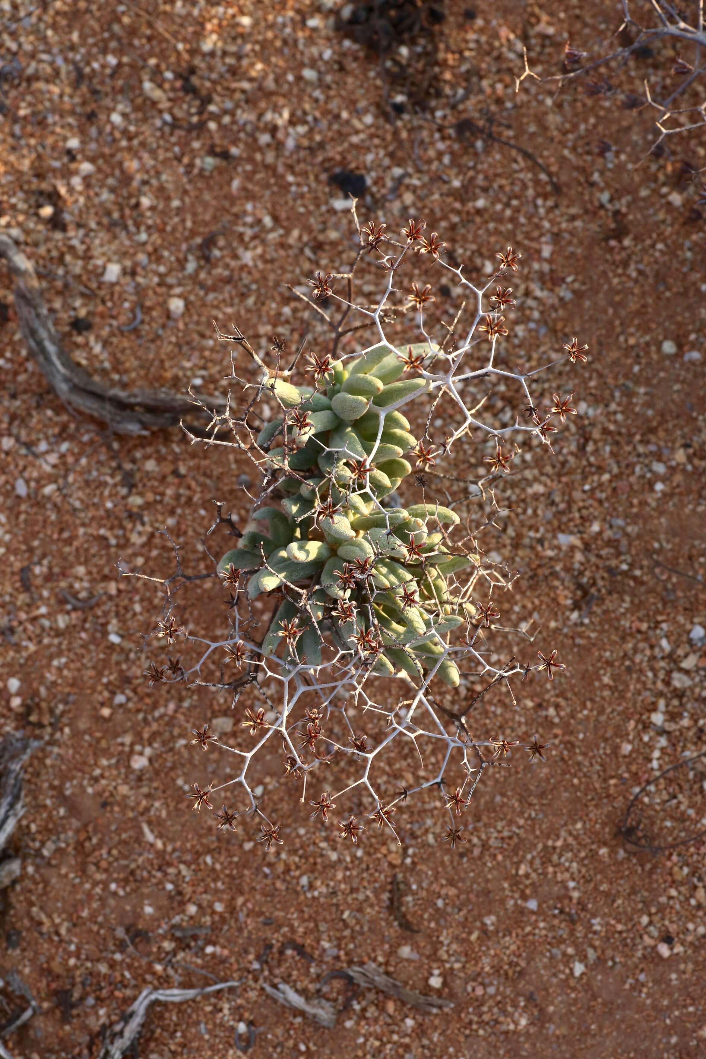 Image of Tylecodon reticulatus (L. fil.) H. Tölken