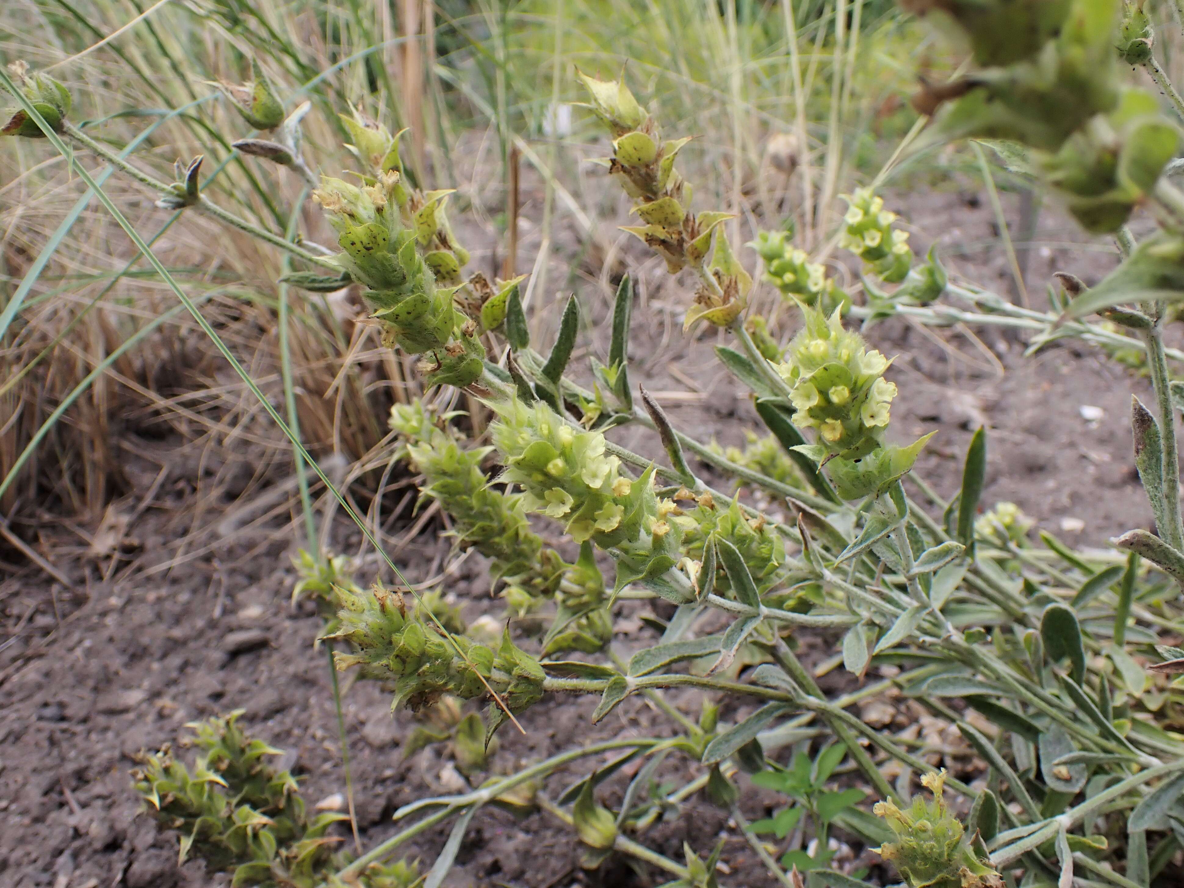 Image de Sideritis syriaca L.