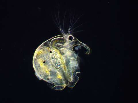 Image of common long-nosed waterflea