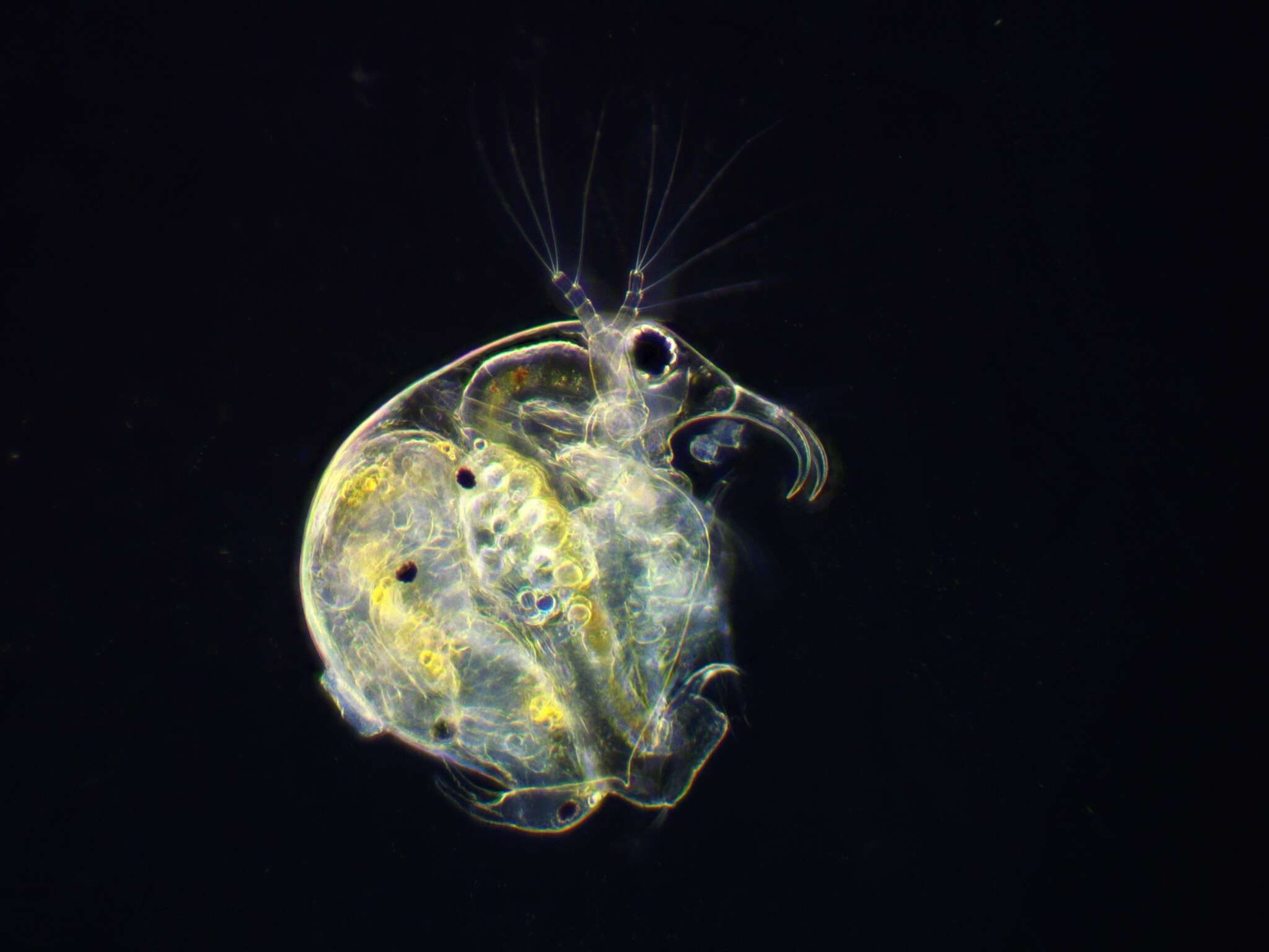 Image of common long-nosed waterflea