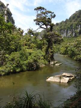 Image of Dacrydium