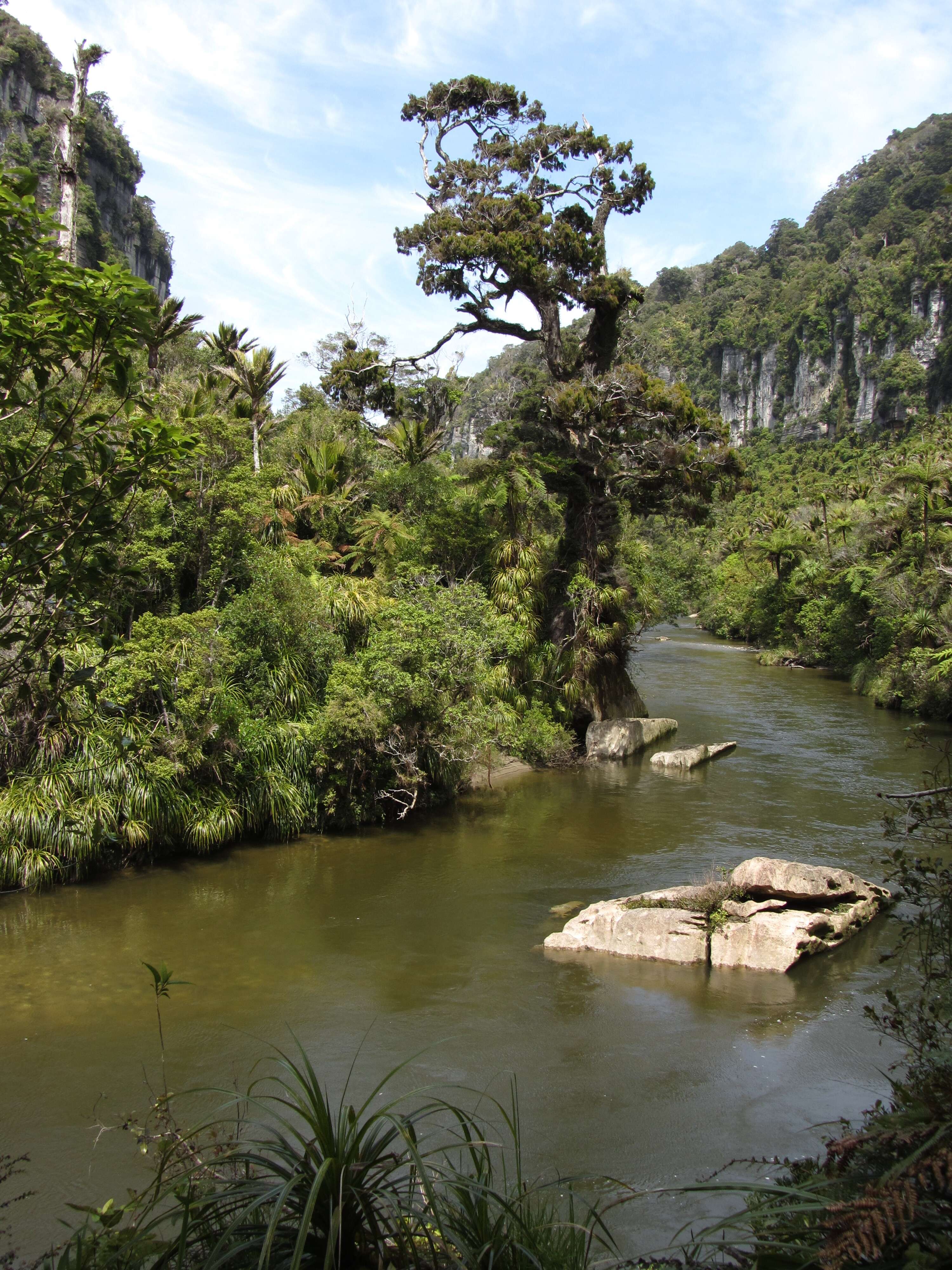 Image of Dacrydium