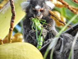 Image of Common Marmoset