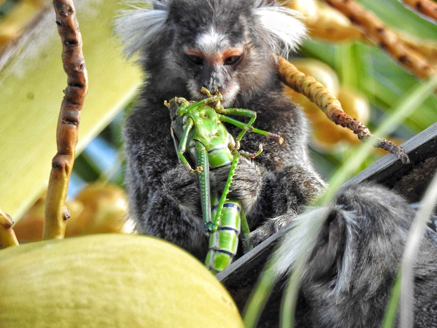 Image de Ouistiti à toupets blancs