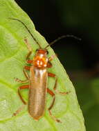 Image de Cantharis rufa