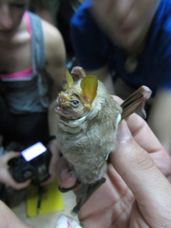 Image of Lattice-winged Bat