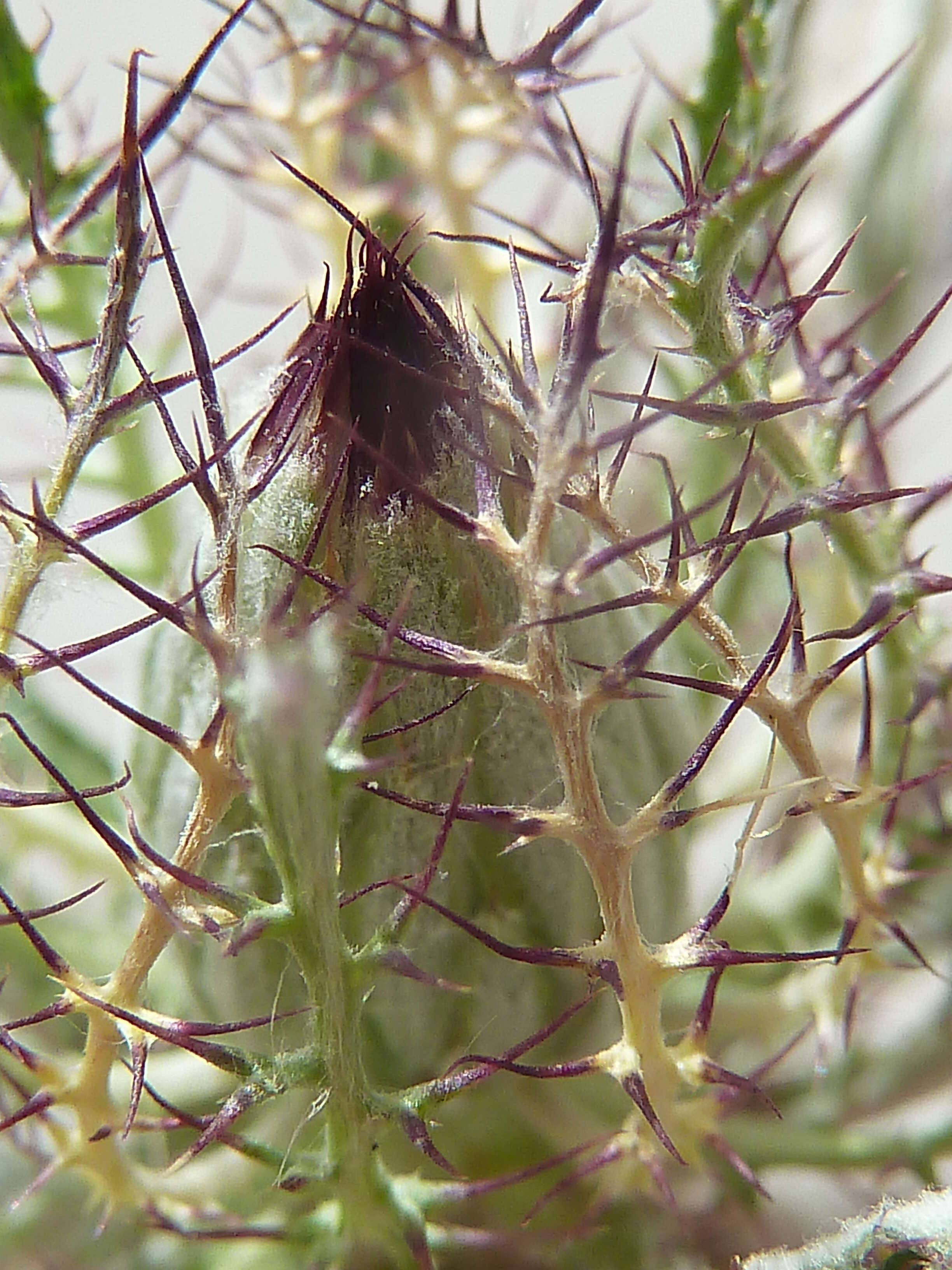 Image of Cage thistle