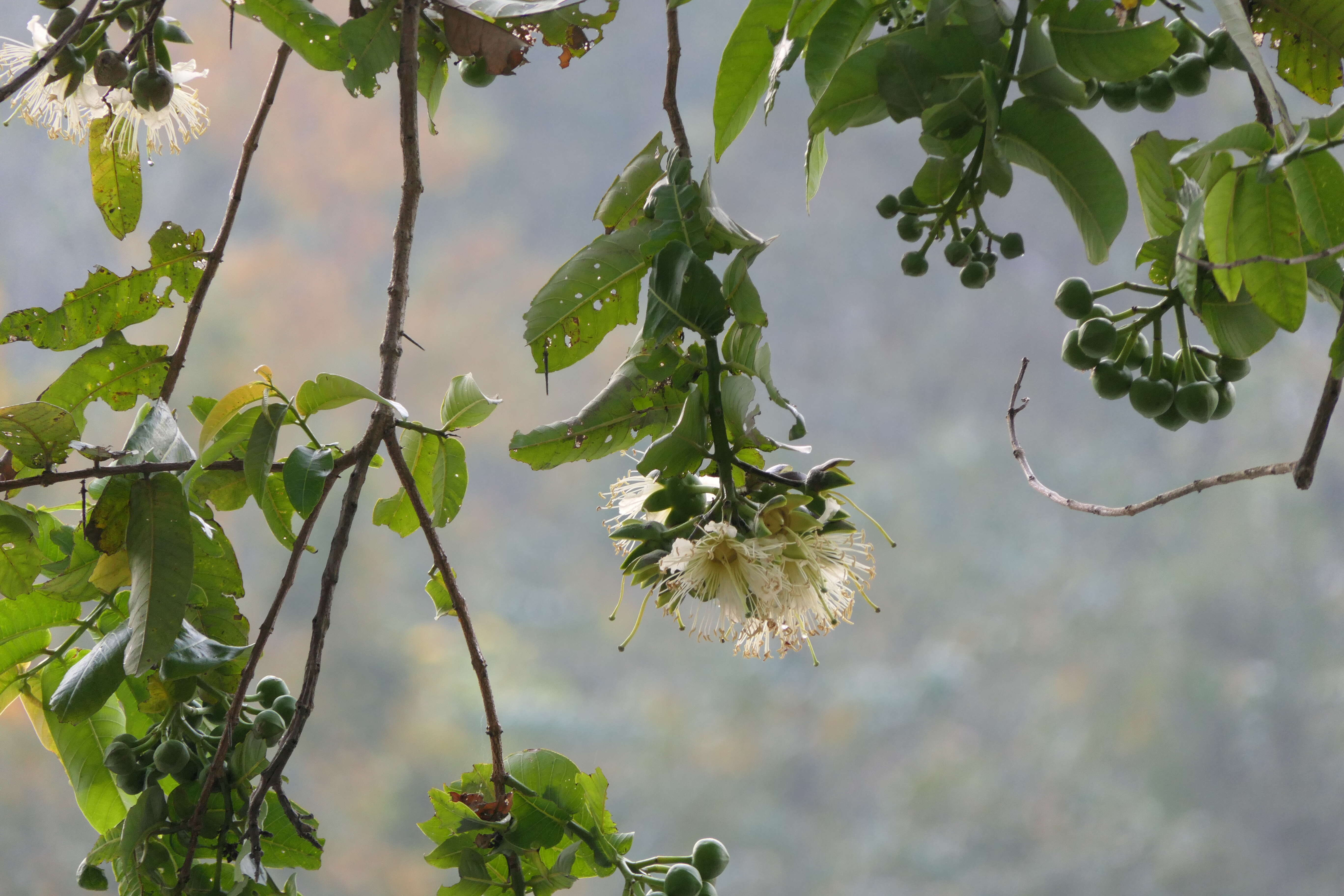 Duabanga grandiflora (Roxb. ex DC.) Walp. resmi