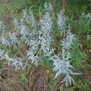 Image of Artemisia ludoviciana subsp. ludoviciana
