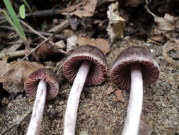 Image of Psathyrella bipellis (Quél.) A. H. Sm. 1946