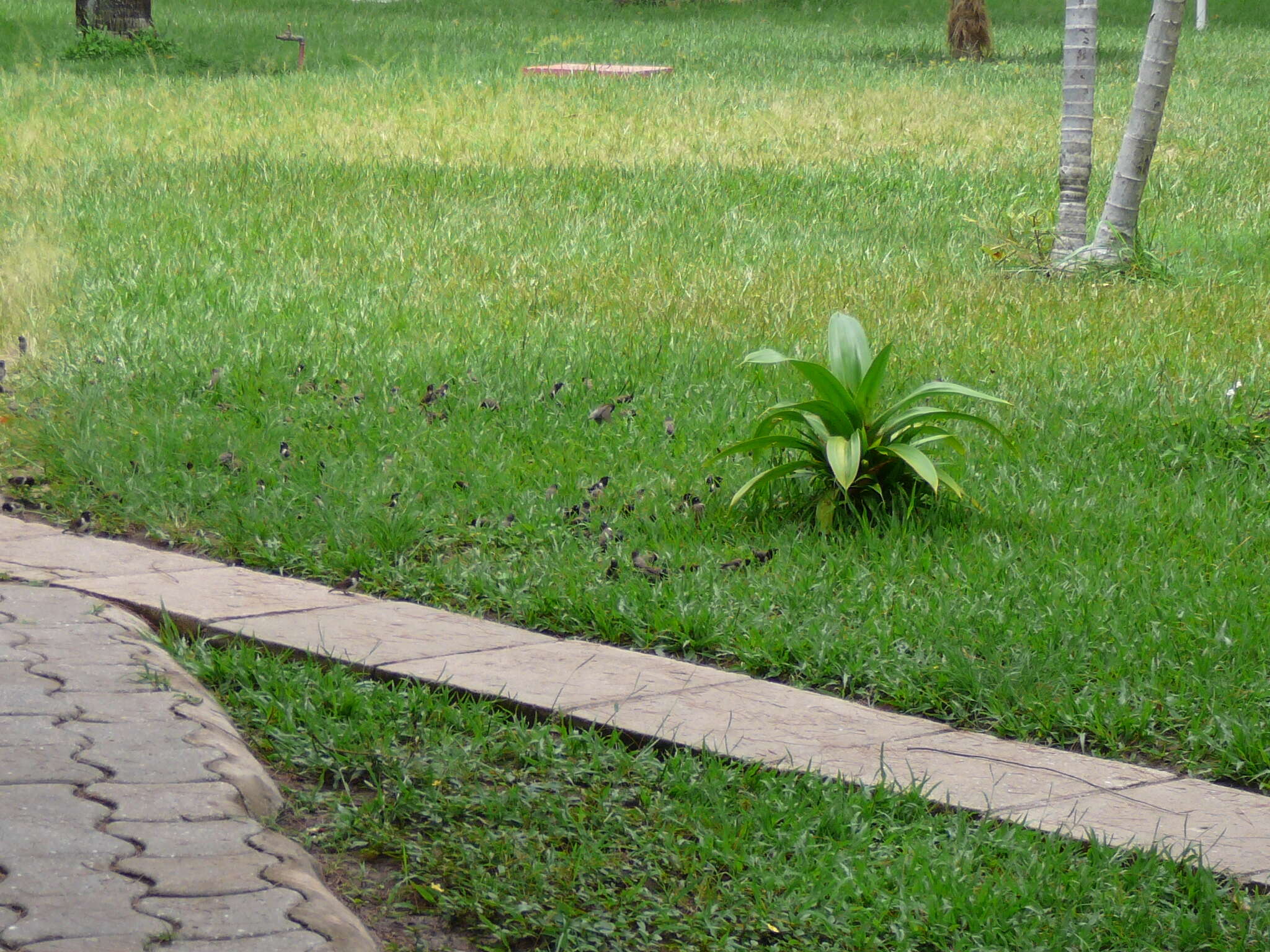 Image of Bronze Mannikin