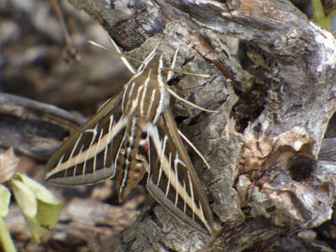 Image of White-lined Sphinx