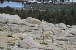 Image of Sierra Nevada bighorn sheep