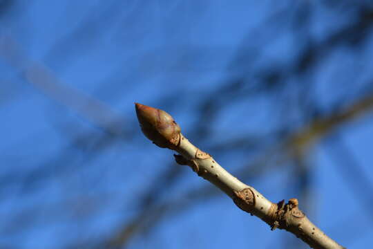 Image of red horse-chestnut