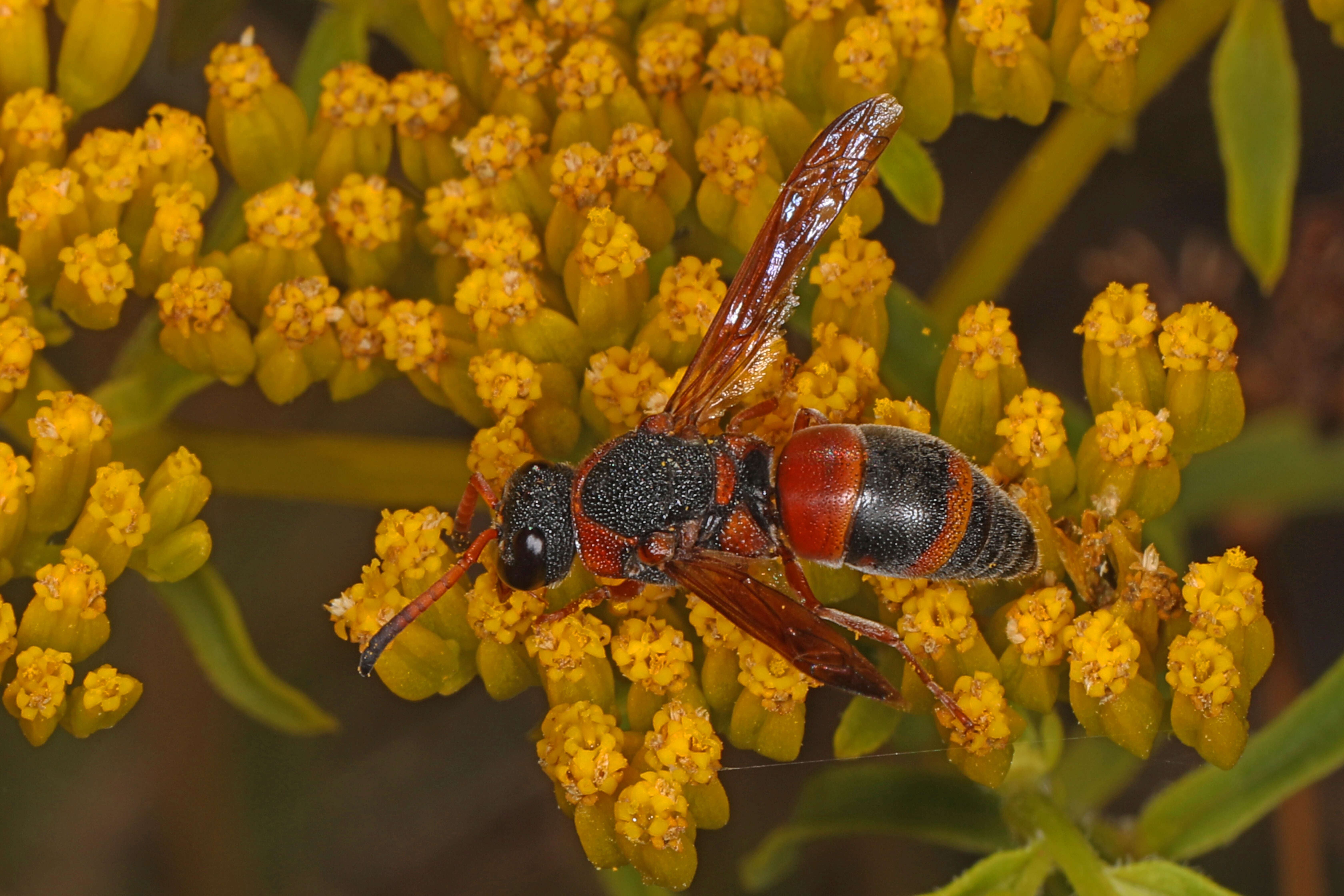 Pachodynerus erynnis (Lepeletier 1841)的圖片