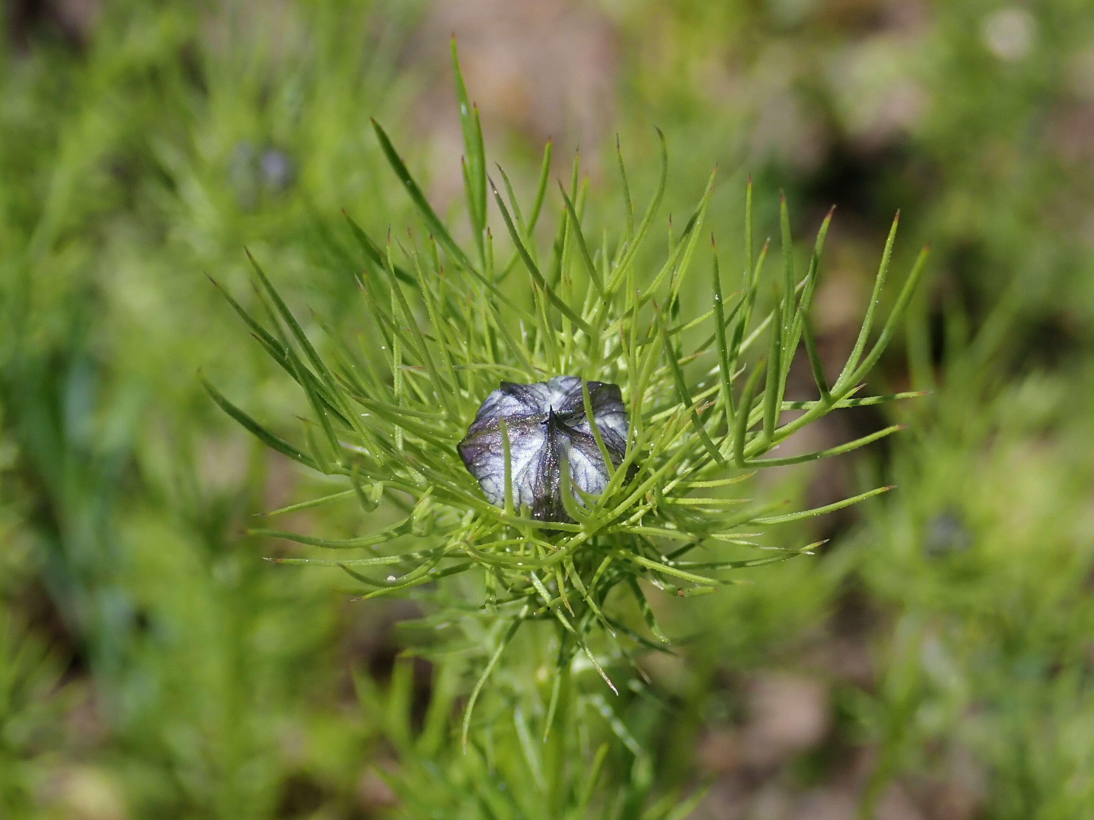 Image of devil in the bush