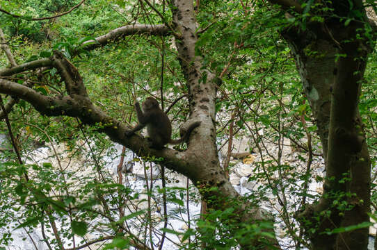 Image of Taiwan macaque