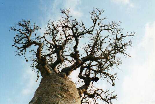 Image of Baobab