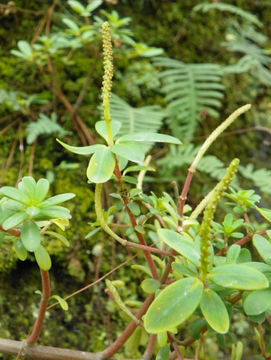 Image of <i>Peperomia galioides</i>