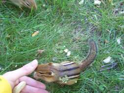 Image of Siberian Chipmunk