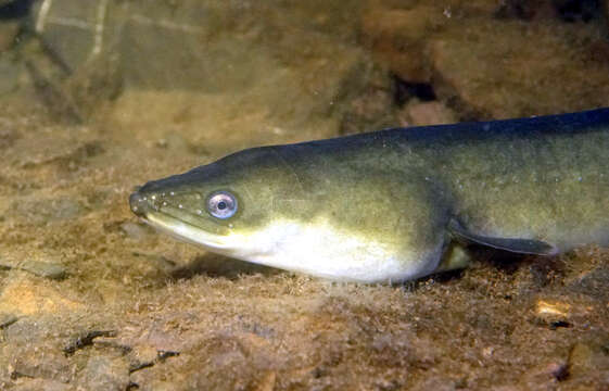 Image of European Eel