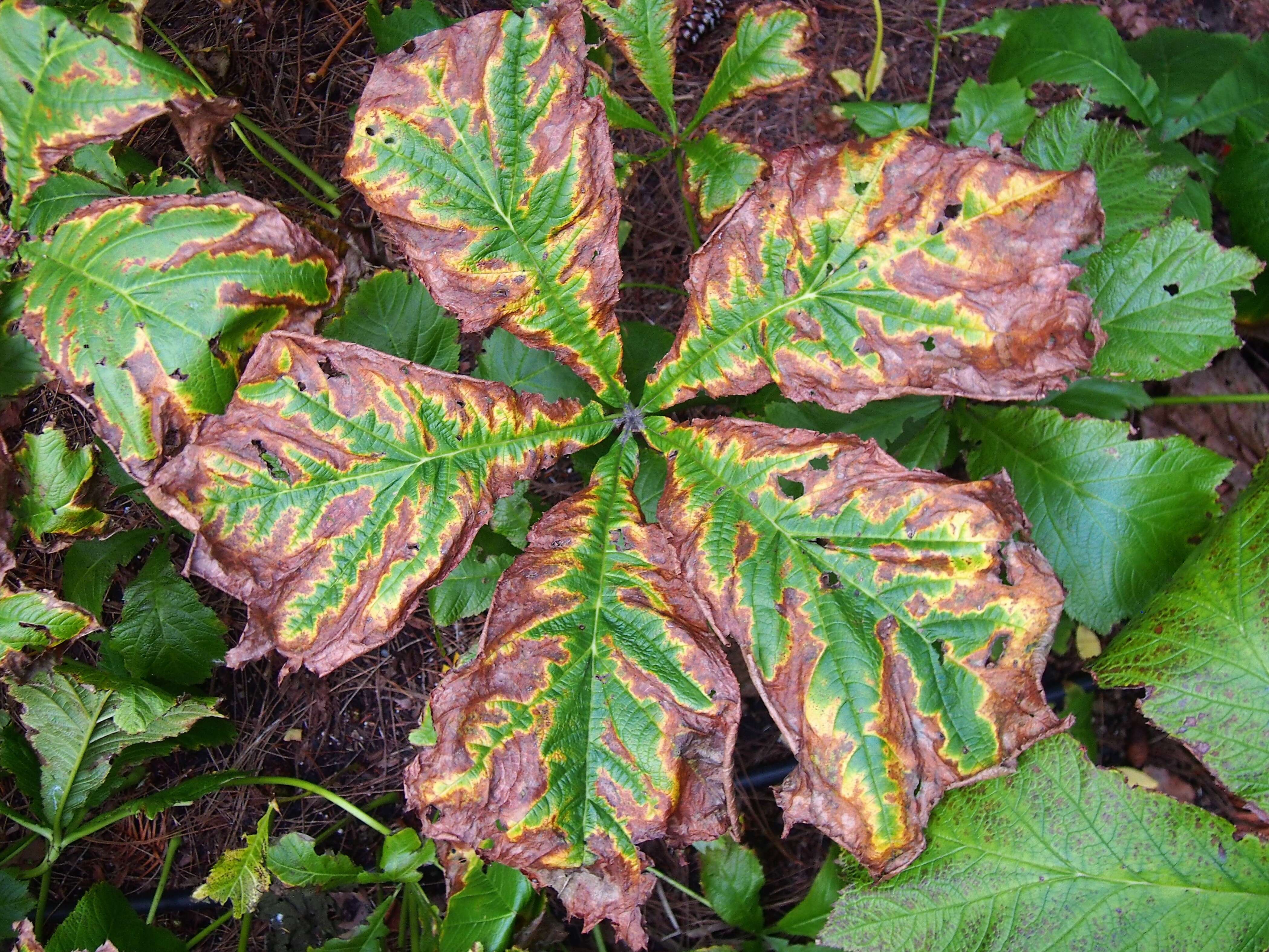 Image of Rodgersia podophylla A. Gray