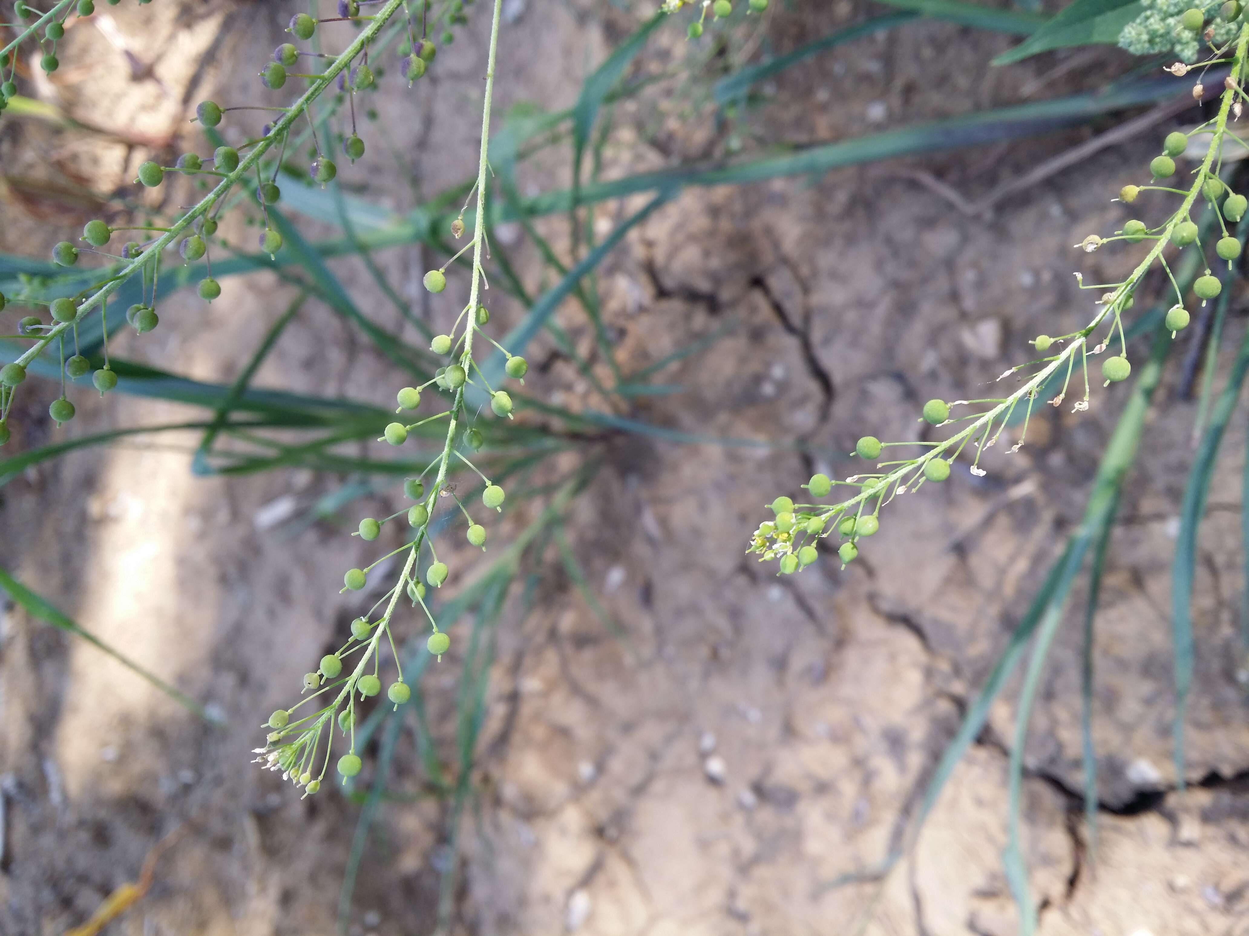 Image of ball mustard