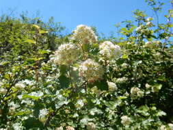 Plancia ëd Physocarpus malvaceus (Greene) Kuntze