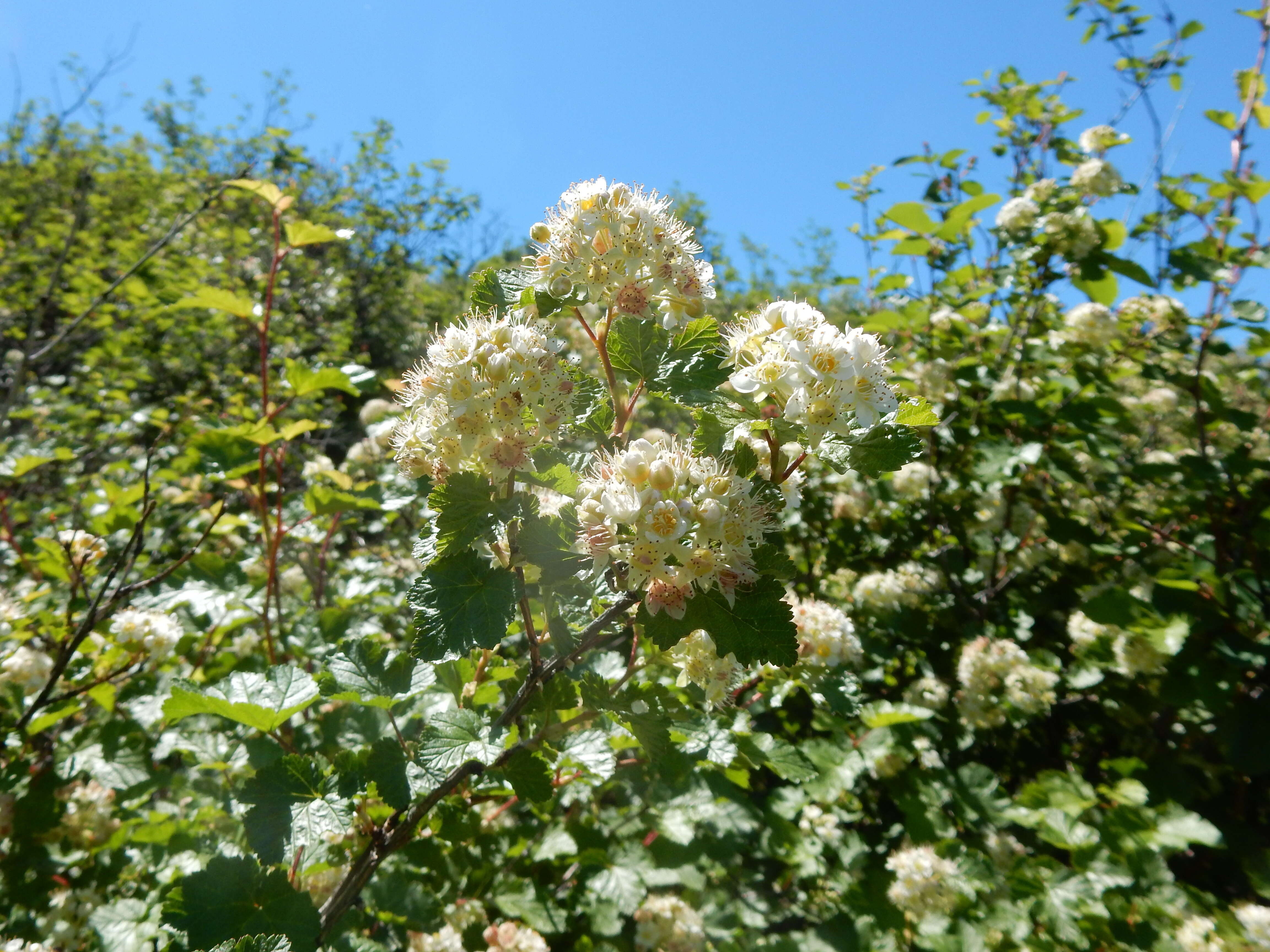 Plancia ëd Physocarpus malvaceus (Greene) Kuntze