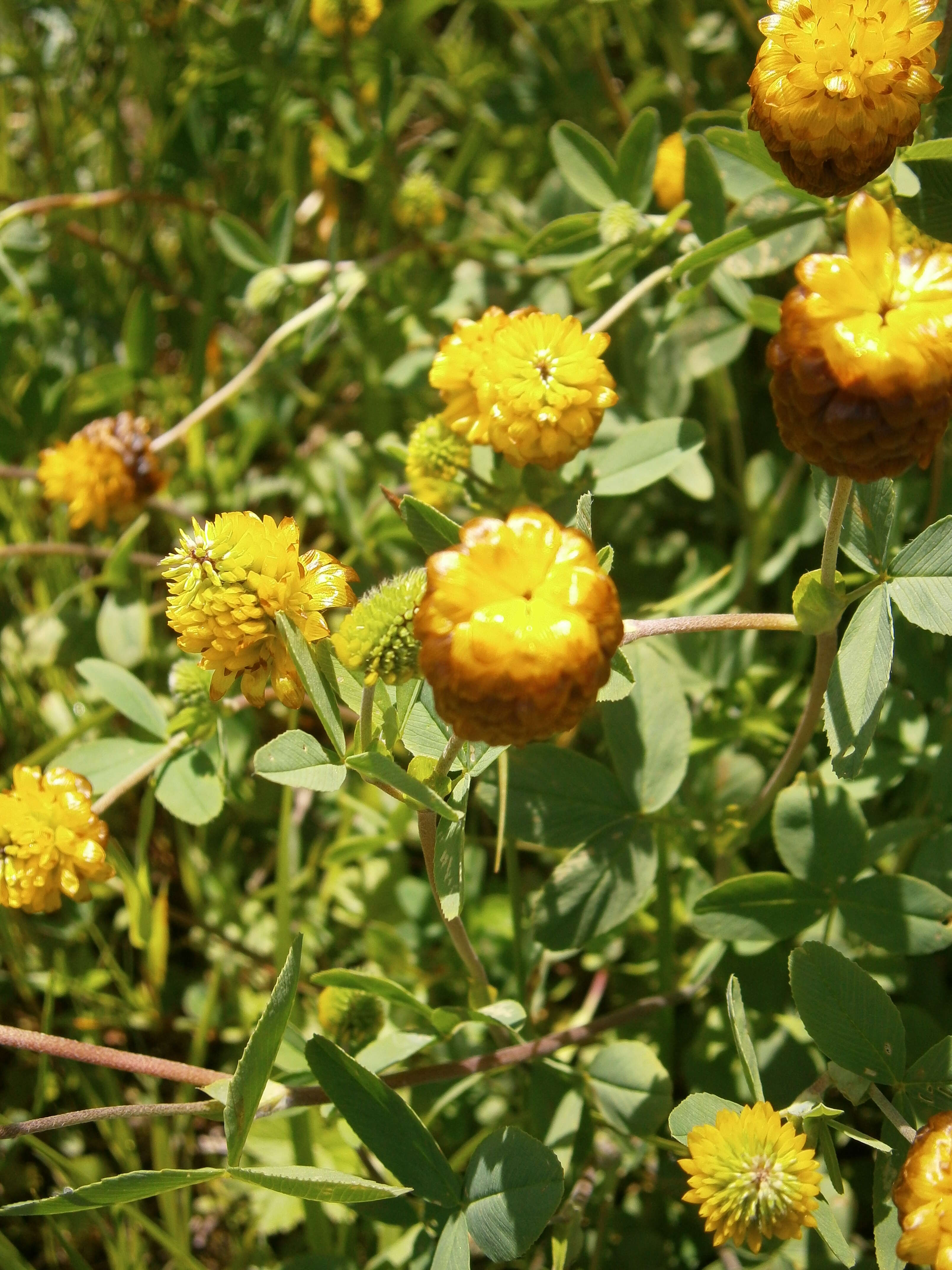 Image of brown clover