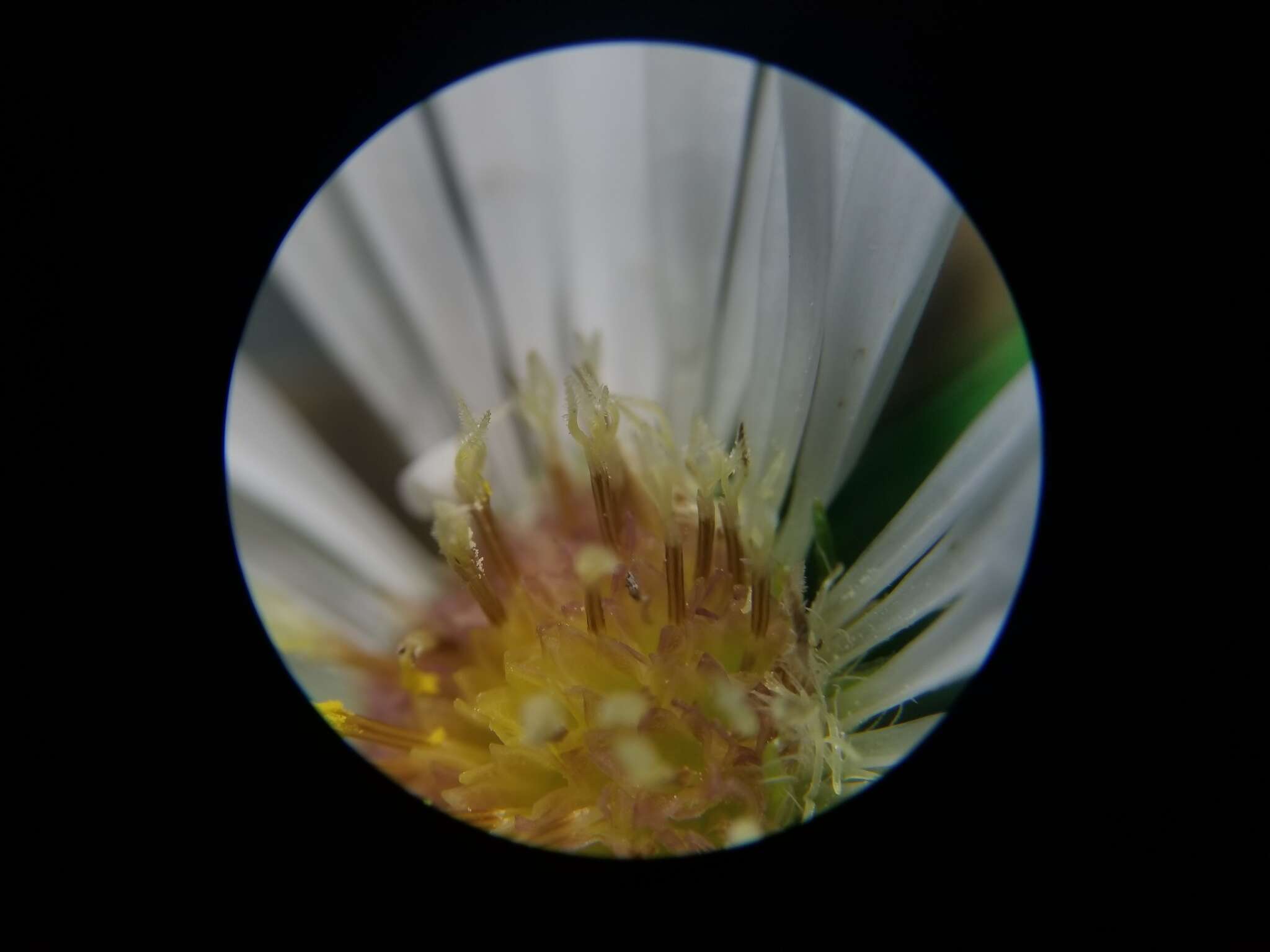 Image of hairy white oldfield aster