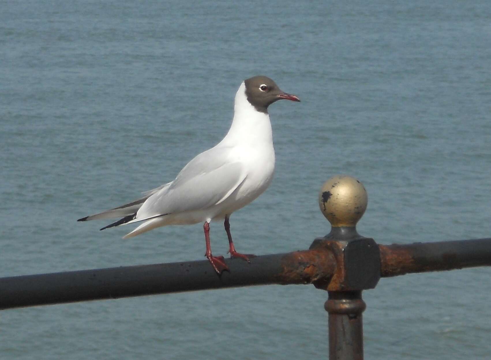 Image of Black-headed Gull