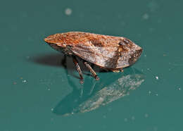 Image of Diamondback Spittlebug