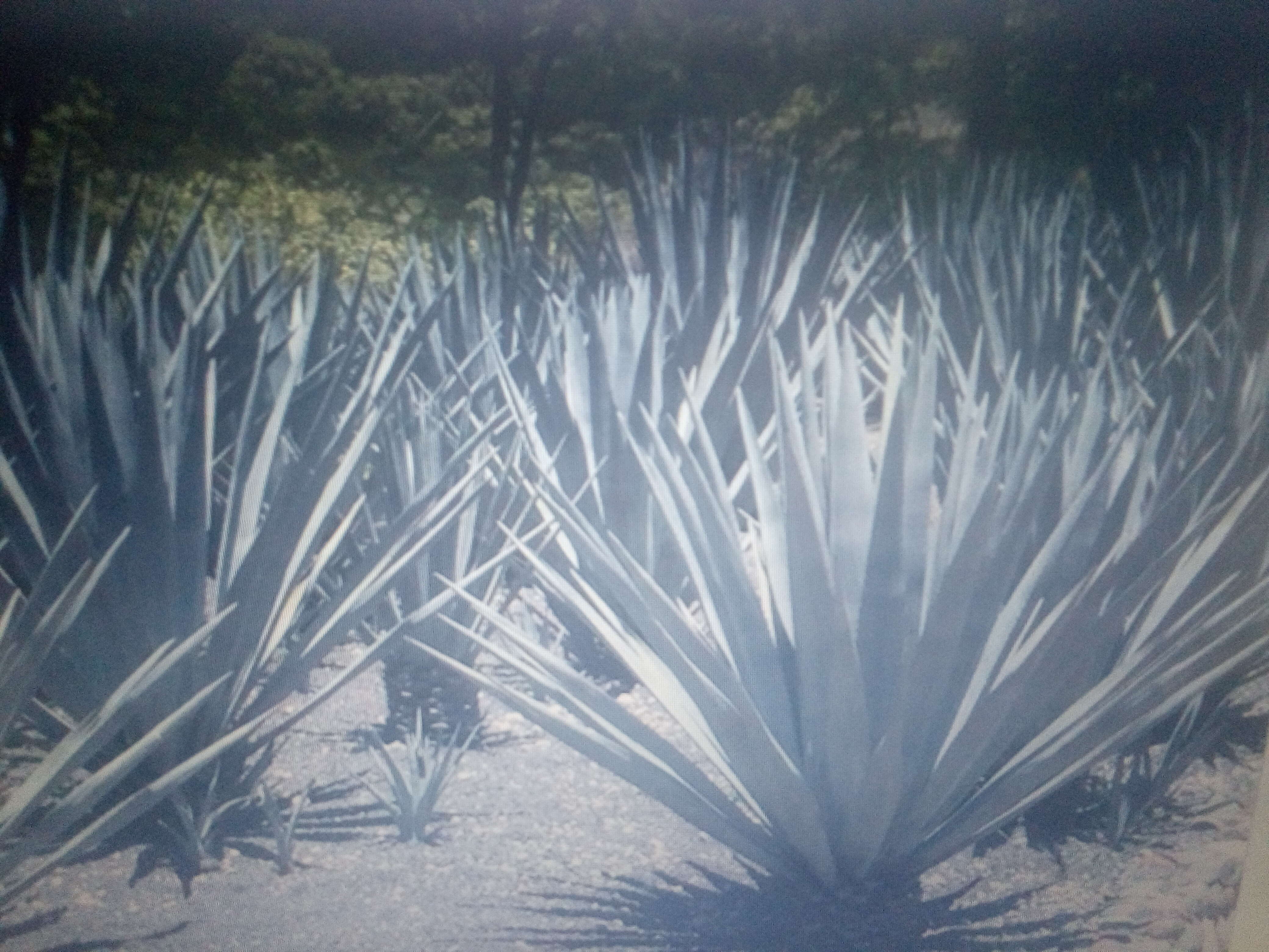 Image of tequila agave